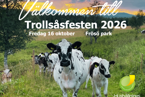 Svartvit ko och flera kalvar går fram mot kameran i en grön hage vid solnedgång, med träd och sjö i bakgrunden. Text: “Välkommen till Trollsåsfesten 2026”, “Fredag 16 oktober”, “Frösö park”, “Hushållningssällskapet”.