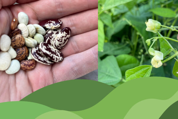 Hand håller en blandning av bönfrön i olika färger och mönster, medan en annan hand nyp­er en böna-/ärtblomma på en grön växt. Delad närbild som visar frön och blomning i odlingsmiljö.