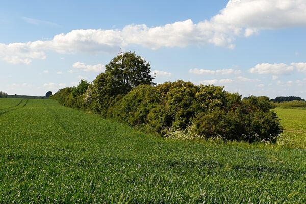 Buskar och ett ensamt träd reser sig ur ett grönt fält och bildar en häck längs marken. I bakgrunden syns böljande åkrar och en blå himmel med vita, utspridda moln.