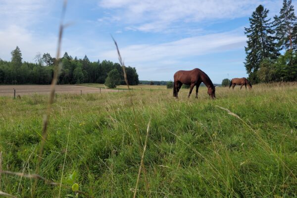 Två bruna hästar betar med huvudet sänkt i en hög grön äng. En står nära kameran, den andra längre bort. I bakgrunden syns skogskant, fält och blå himmel med tunna moln.