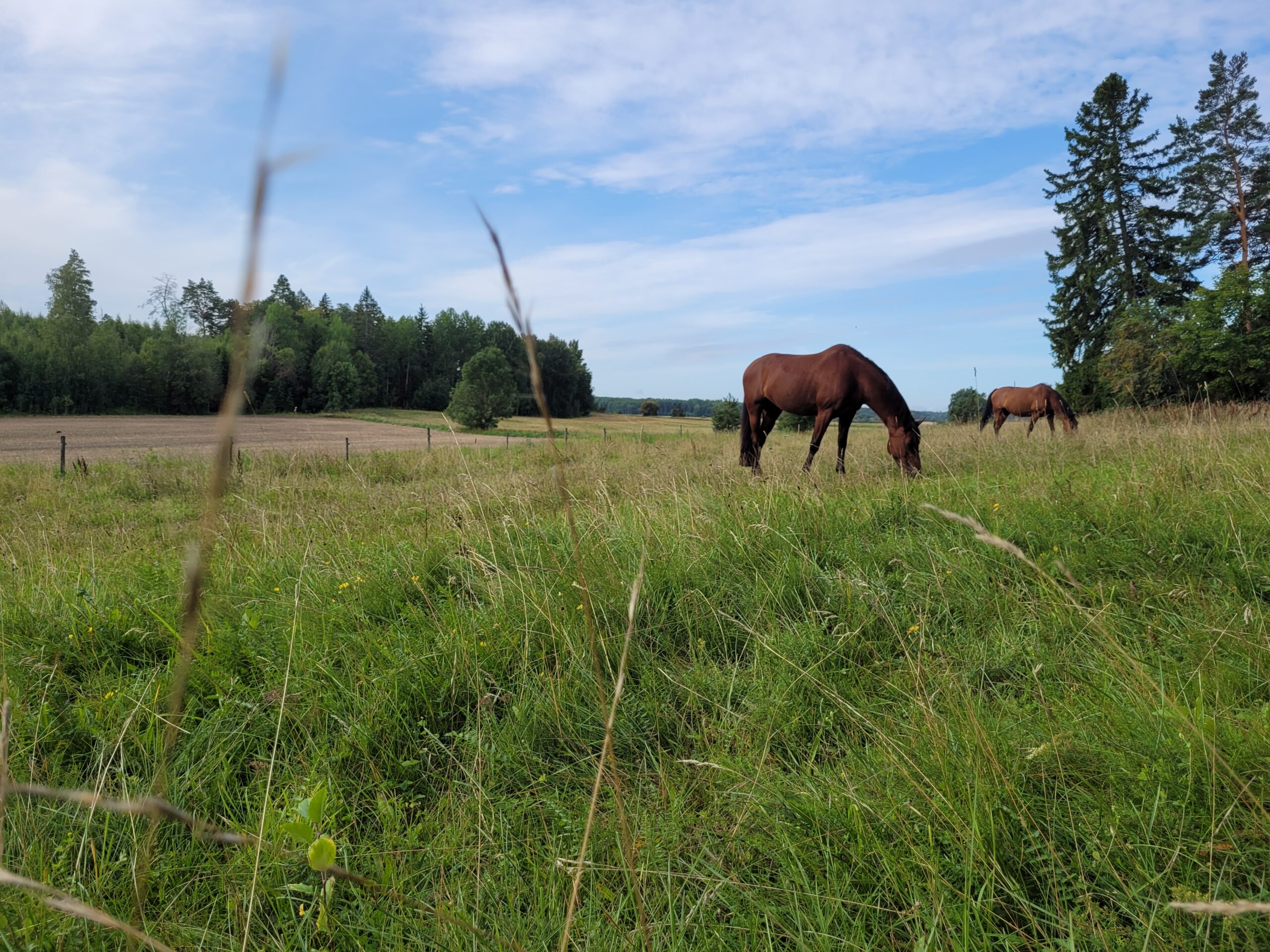 Två bruna hästar betar med huvudet sänkt i en hög grön äng. En står nära kameran, den andra längre bort. I bakgrunden syns skogskant, fält och blå himmel med tunna moln.
