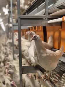 Vit höna står på ett metallgaller i ett trångt hönshus och tittar mot kameran, medan många andra hönor trängs i bakgrunden bredvid orangea foder- och vattentråg i flera nivåer.