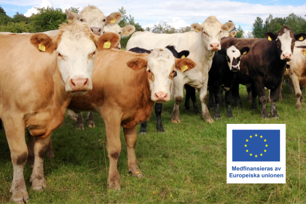 Flock av kor med öronbrickor står tätt på en gräsäng och tittar mot kameran, med träd och blå himmel i bakgrunden. Nederst till höger syns EU-flaggan och texten: “Medfinansieras av Europeiska unionen”.