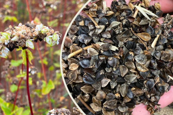 Boveteplanta med vitrosa blommor står i odlingsfält till vänster, medan en hand till höger håller en näve mörka, trekantiga bovetefrön och skalrester; närbild som visar både blomning och skörd.