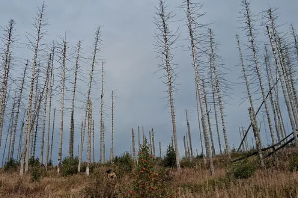 Gles skog med höga, döda och avbarrade träd står stilla på en sluttning. Ljung och gräs täcker marken, med en liten buske med röda bär i förgrunden under en gråmulen himmel.