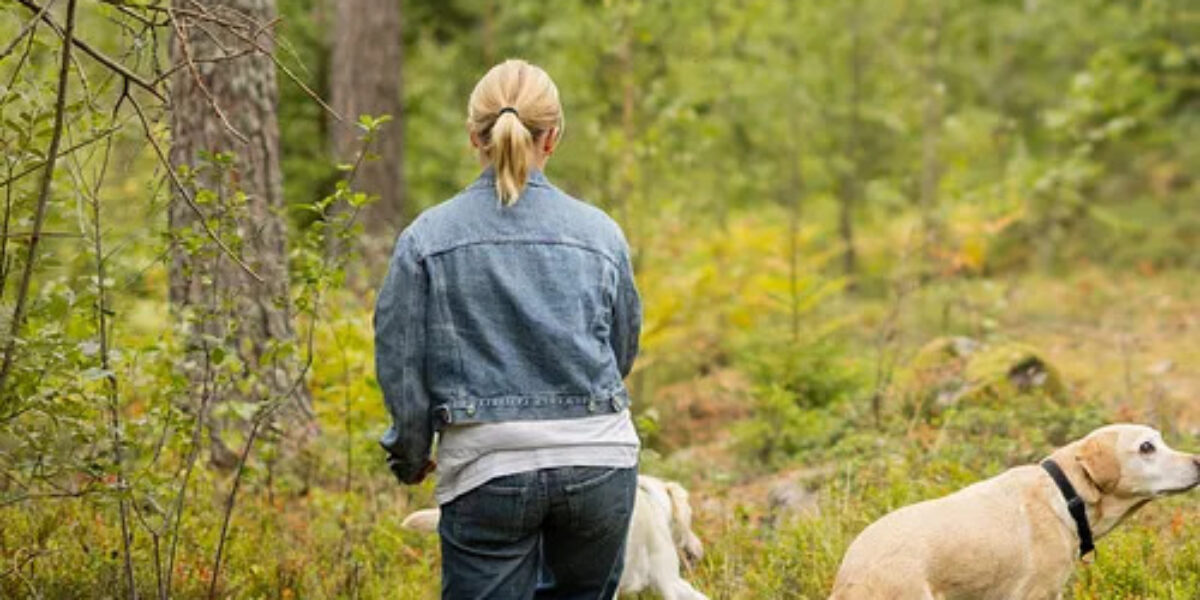 Kvinna med blond hästsvans och jeansjacka går längs en stig i grön skog, följd av två hundar. En ljus labrador i koppel tittar åt sidan medan den andra hunden går framför henne.