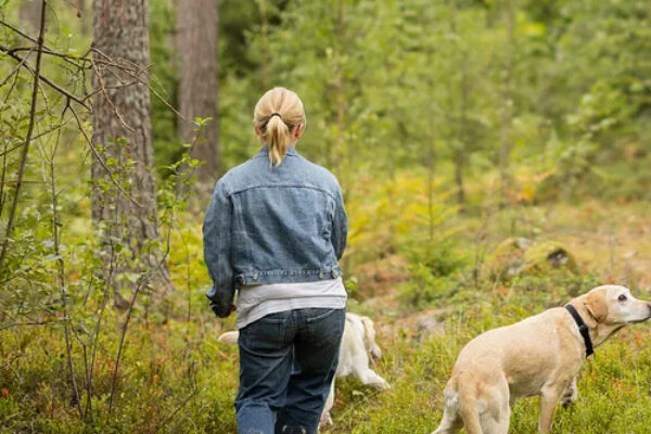 Kvinna med blond hästsvans och jeansjacka går längs en stig i grön skog, följd av två hundar. En ljus labrador i koppel tittar åt sidan medan den andra hunden går framför henne.