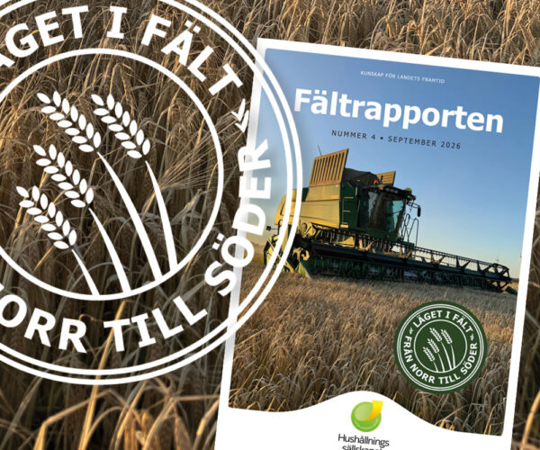 Omslag till tidskriften ”Fältrapporten” visar en skördetröska som skördar säd i ett fält. Text: ”Fältrapporten”, ”Nummer 4 • September 2026”, sigill ”Läget i fält – från norr till söder”.