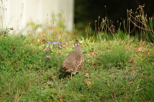 En brunröd rapphöna står stilla med ryggen mot kameran i en solbelyst gräsmatta och spanar framåt. Runt den syns vildvuxet gräs, torra stjälkar och små lila blommor mot en suddig bakgrund. Tillhörande kursen viltvård i praktiken.