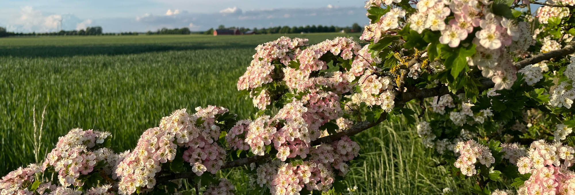 Blommande gren med rosa och vita blommor sträcker sig över bilden i förgrunden, med gröna blad. I bakgrunden syns en vidsträckt grön åker och en låg horisont under en molnig himmel.