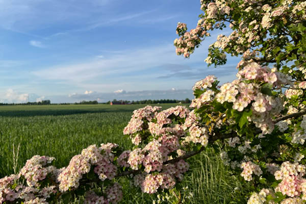 Blommande fruktträd med täta klasar av vitrosa blommor sträcker sig in från höger och ramar in ett grönt sädesfält. I bakgrunden syns låg horisont, avlägsna träd och en klar blå himmel.