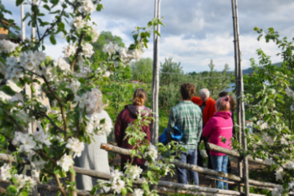 Fyra personer vandrar tillsammans på en smal stig i en blommande fruktodling, sedda bakifrån. De passerar ett lågt trästaket och omges av vita blommor, gröna träd och en molnig himmel.