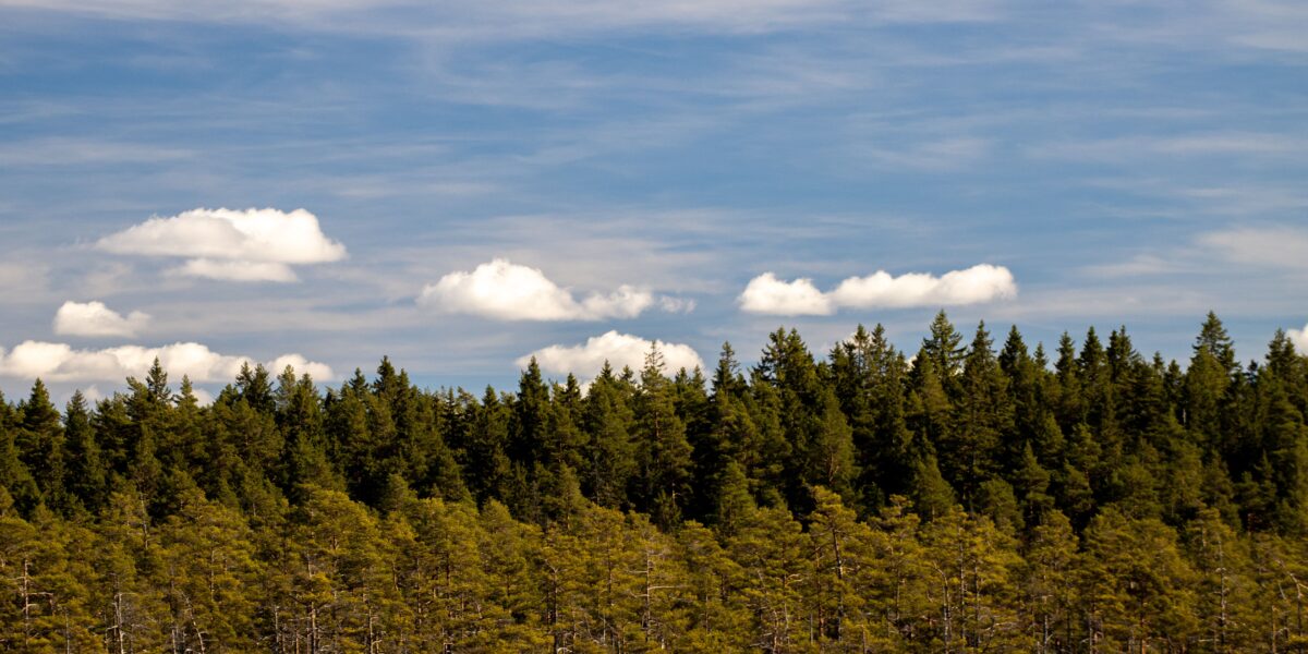 Tät barrskog breder ut sig över en låg höjd, med mörkgröna granar och glesare tallar i förgrunden. Ovanför driver vita, platta moln över en blå himmel och ger ett lugnt landskapsintryck.