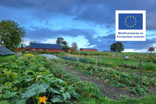 Grönsaksträdgård med frodiga odlingsrader och en stig i förgrunden leder mot röda ladugårdsbyggnader under dramatisk, molnig himmel. Uppe till höger syns EU-flagga och texten: ”Medfinansieras av Europeiska unionen”.