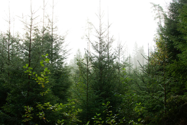 Unga granar och annan tät undervegetation står i förgrunden medan dimma sveper genom skogen. Ljuset är mjukt och disigt, och högre träd anas i bakgrunden, vilket skapar en stilla morgonstämning.