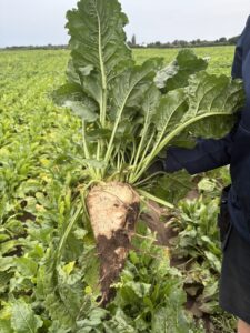 En person håller upp en nyupptagen sockerbeta med stora gröna blad och jordig rot. Betfältet breder ut sig i bakgrunden under en ljus himmel, vilket visar grödans storlek och växtplats.