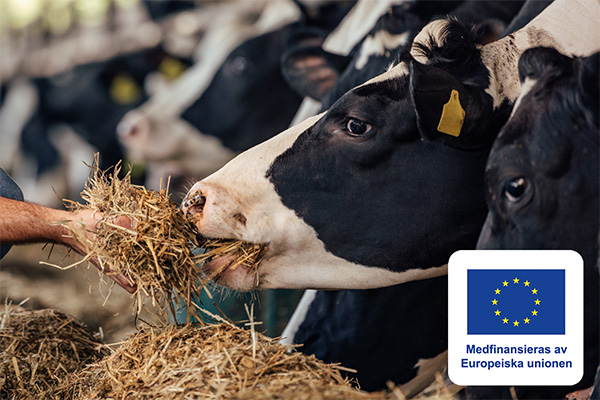 Mjölkkor i ett stall äter hö som räcks fram av en hand, med flera kor i bakgrunden. I nedre högra hörnet syns EU-flaggan och texten: “Medfinansieras av Europeiska unionen”.