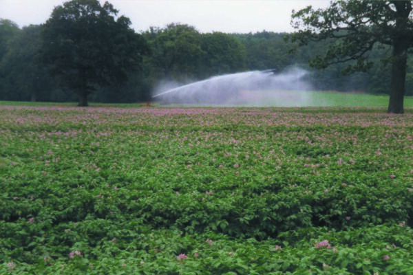 Bevattningsspridare kastar en bred vattenstråle över en stor odling med gröna plantor och lila blommor, medan vattendimma driver över fältet. Träd kantar bakgrunden under en mulen himmel.