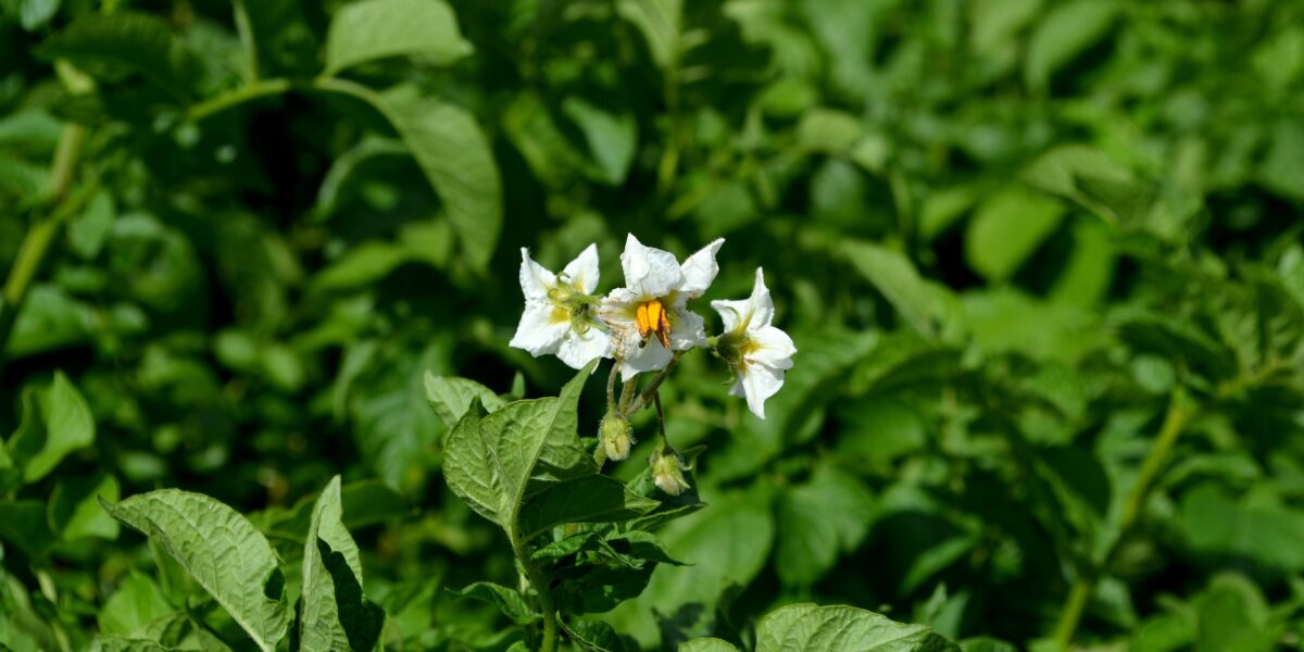 Potatisplanta med tre vita blommor och gula ståndare blommar i förgrunden, omgiven av frodiga gröna blad. Bakgrunden är suddig och visar en tät odling, vilket ger fokus på blomklasen.