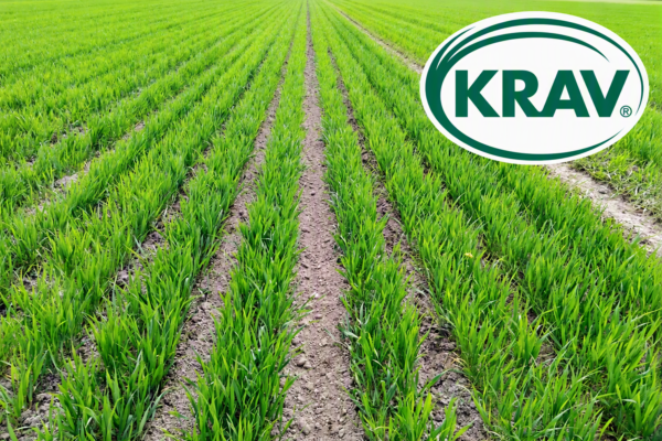 Gröna rader av växande spannmål sträcker sig över en åker med synliga jordfåror mellan plantorna. Uppe till höger ligger en stor oval logotyp med texten “KRAV”.