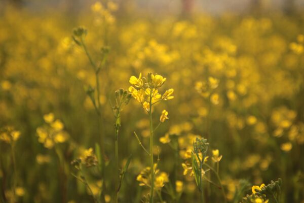Gul rapsblomma på smal grön stjälk står i fokus och lyser i varmt kvällsljus, med ett suddigt hav av gula rapsblommor i bakgrunden som skapar mjuk bokeh och djup.