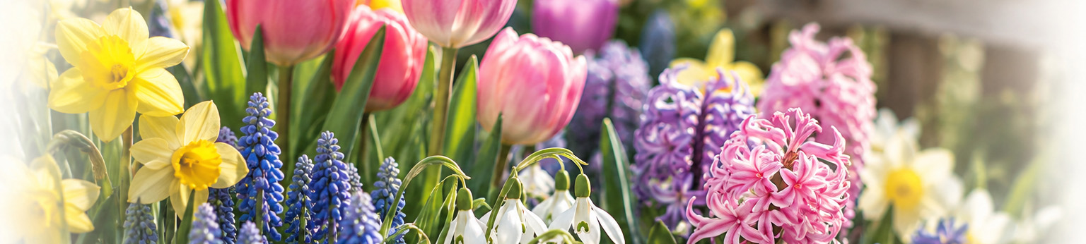 Vårblommor i närbild blommar i mjukt solljus, med rosa tulpaner, gula påskliljor, blå pärlhyacinter, vita snödroppar och rosa hyacint i förgrunden.