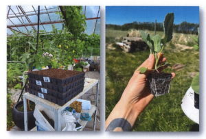 Pluggbrätten med såjord står staplade på ett bord i ett växthus med frodiga gröna plantor runtom. Intill hålls en liten kålplanta med synliga rötter i handen ute på en solig gräsplan.