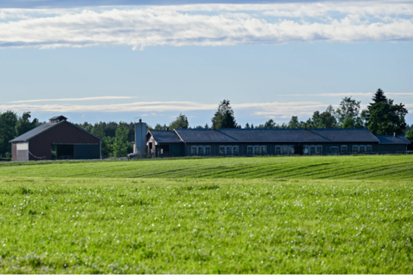 Lantgård med lång ladugård och silo står i horisonten medan en grön, nyklippt åker breder ut sig i förgrunden; bakom byggnaderna syns trädlinje och en ljusblå himmel med tunna moln.